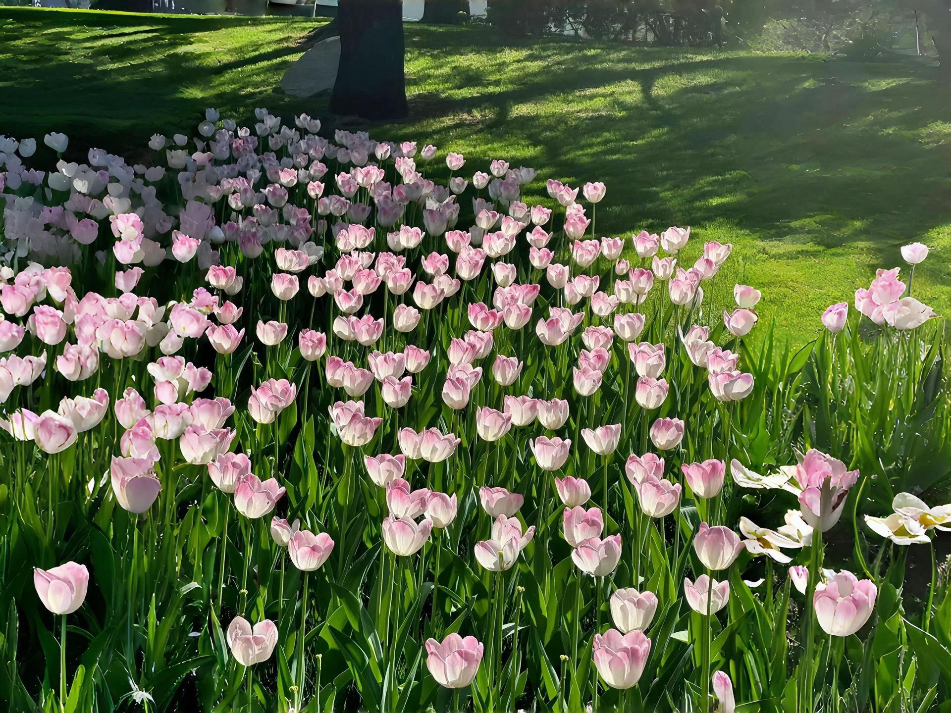 Flower Aesthetic Wallpapers wallpaper 2