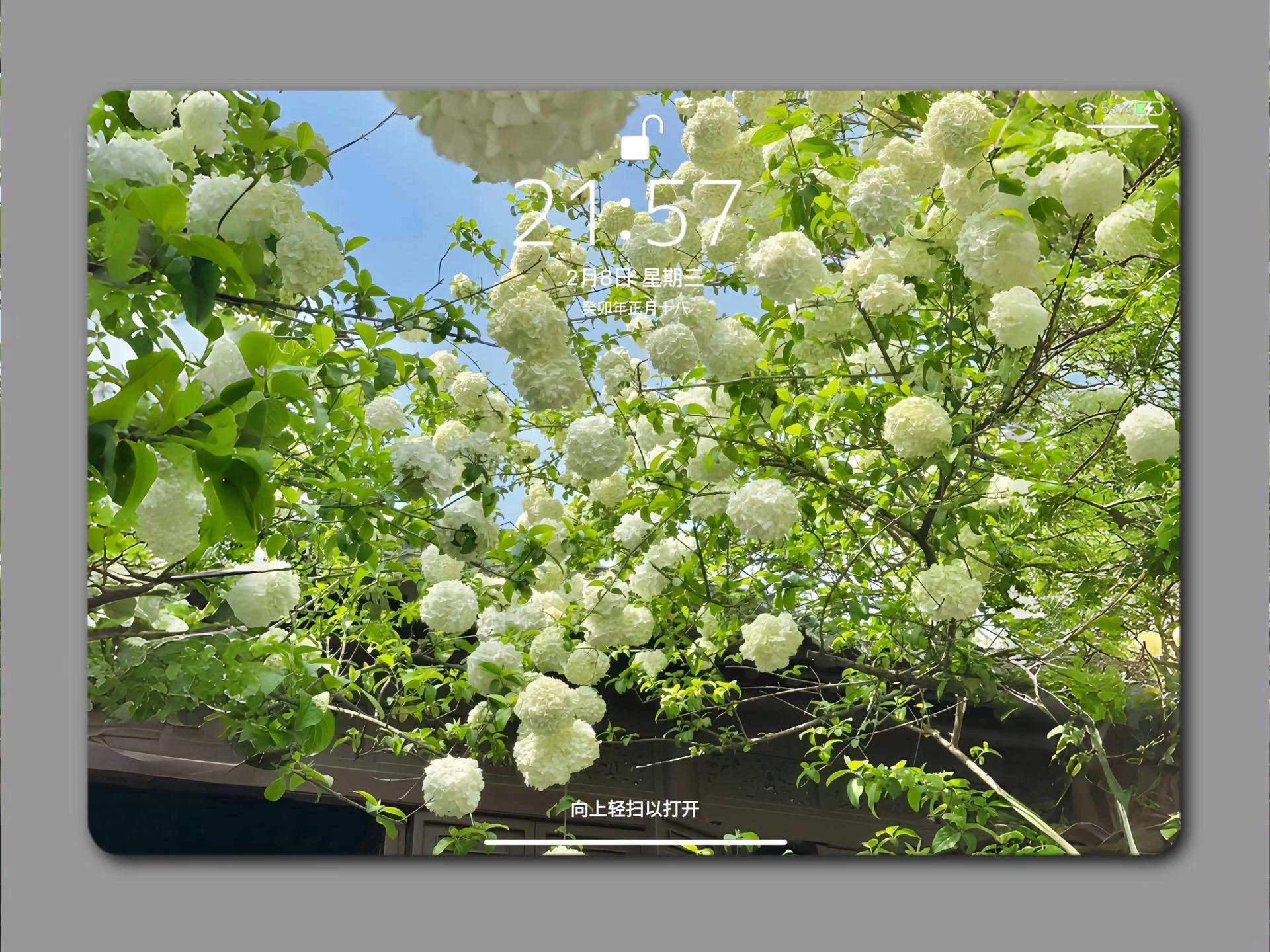 Flower Aesthetic Wallpapers wallpaper 9