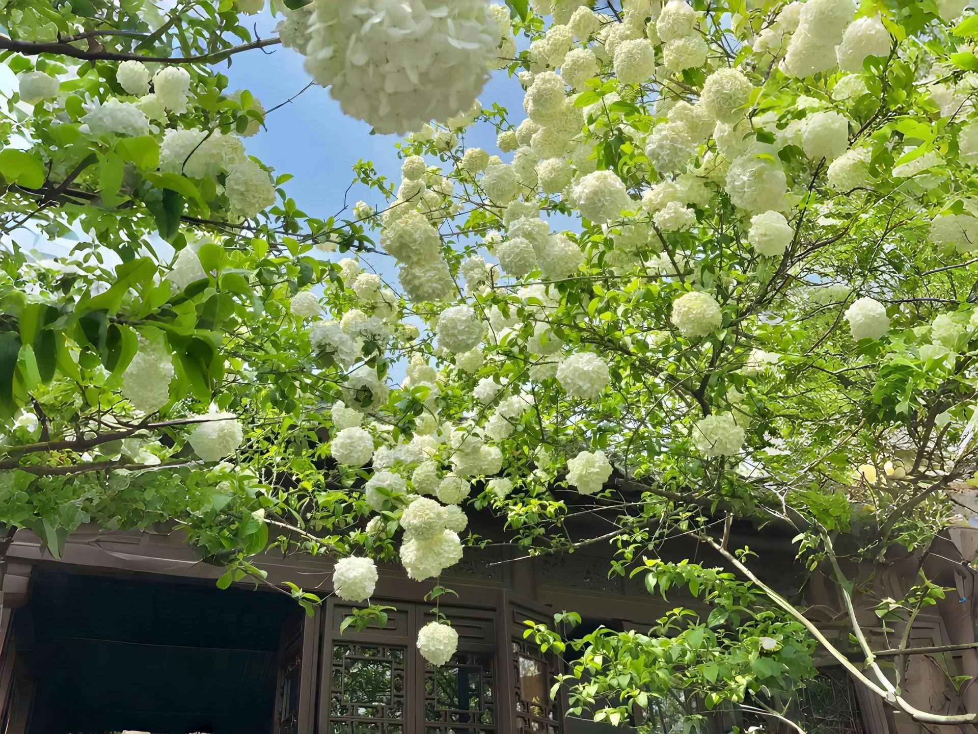 Flower Aesthetic Wallpapers wallpaper 10