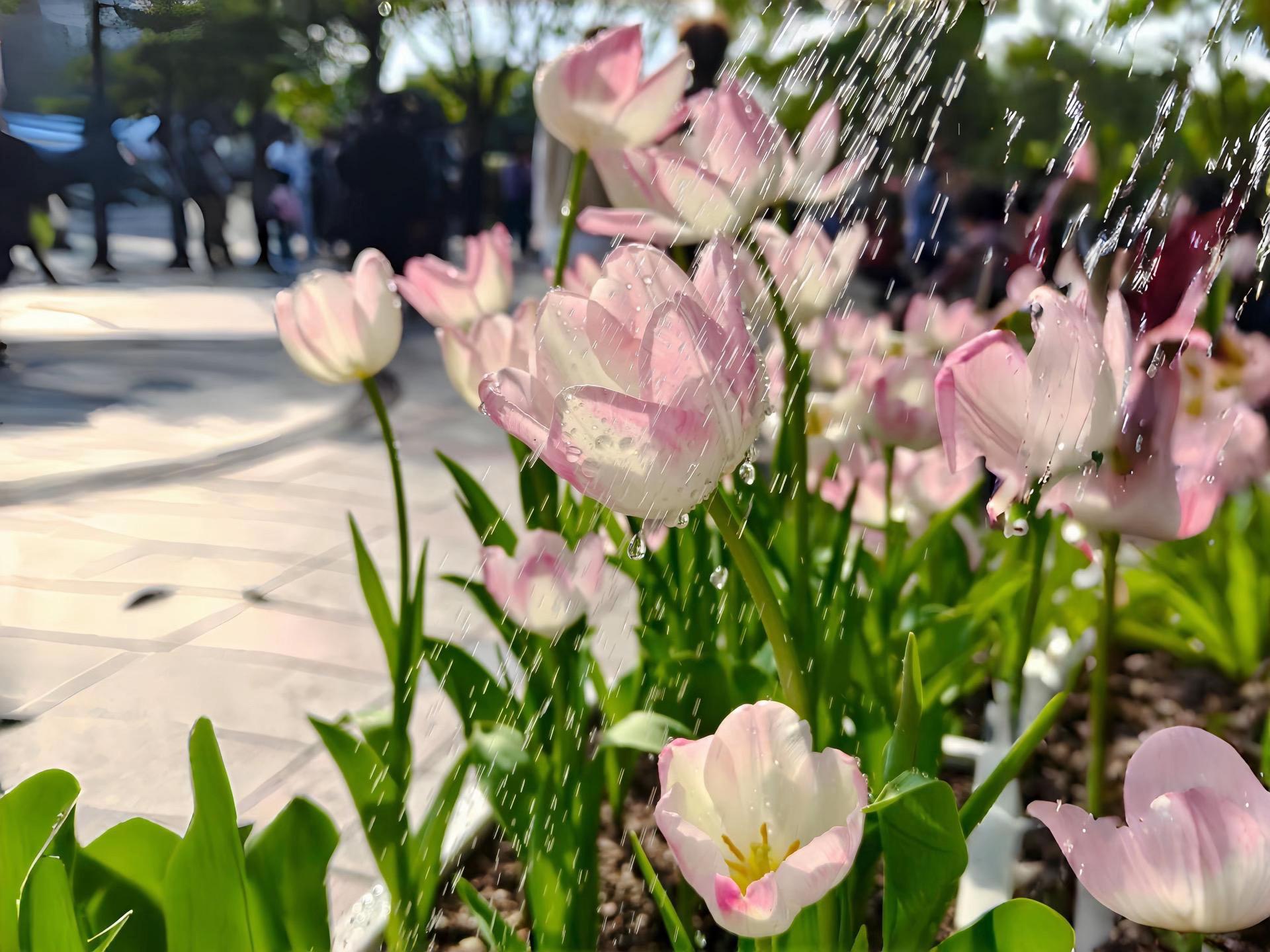 Flower Aesthetic Wallpapers wallpaper 18