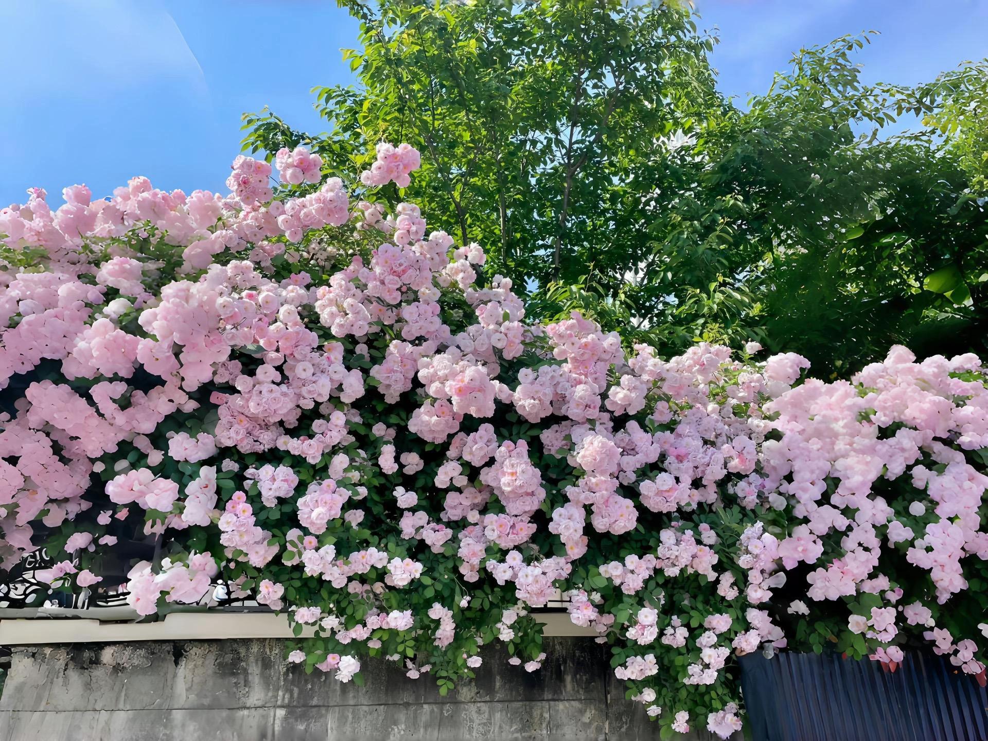 Flower Aesthetic Wallpapers wallpaper 22