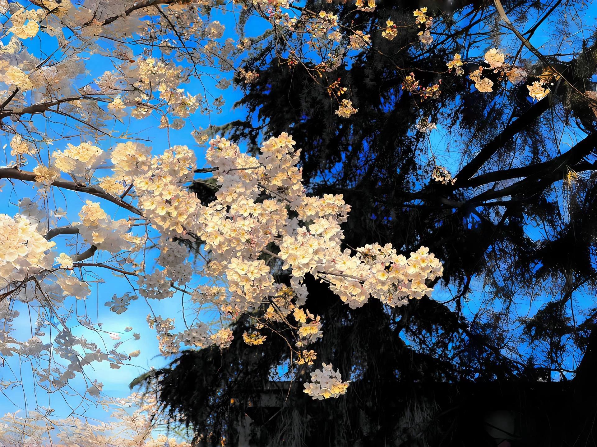 Flower Aesthetic Wallpapers wallpaper 30